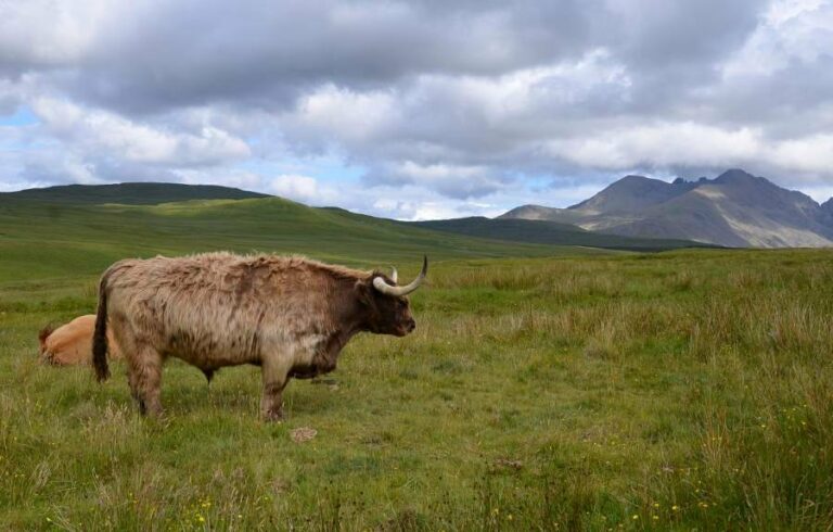 Lire la suite à propos de l’article Road trip à travers l’île de Skye, The Cuillins Hills, la nature sauvage écossaise