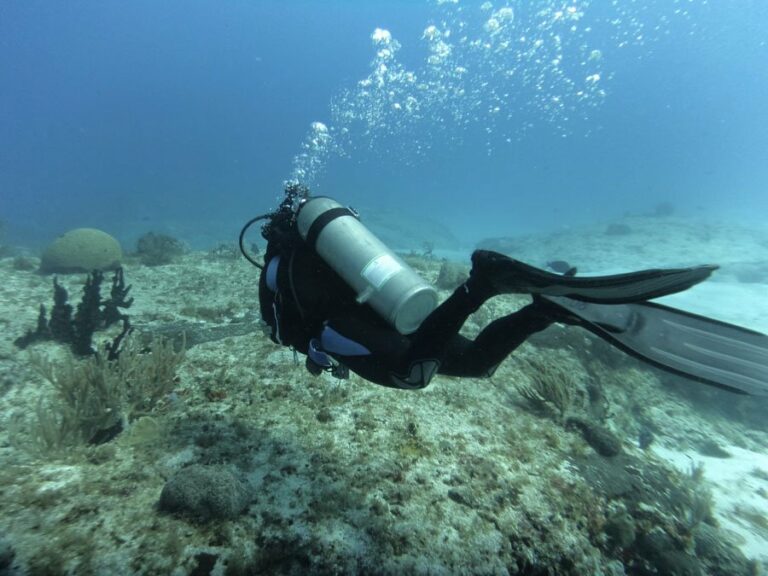 Lire la suite à propos de l’article Deux plongées de rêve à Isla Cozumel avant de quitter le Mexique