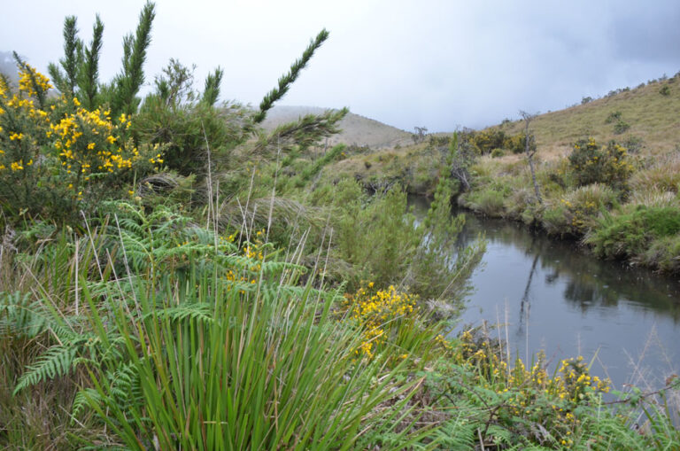 Lire la suite à propos de l’article Randonnée dans le parc national des Horton Plains
