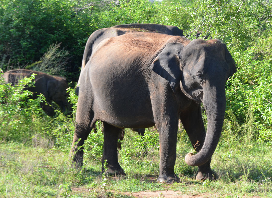 Lire la suite à propos de l’article Comment voir les éléphants parc national d’Udawalawe