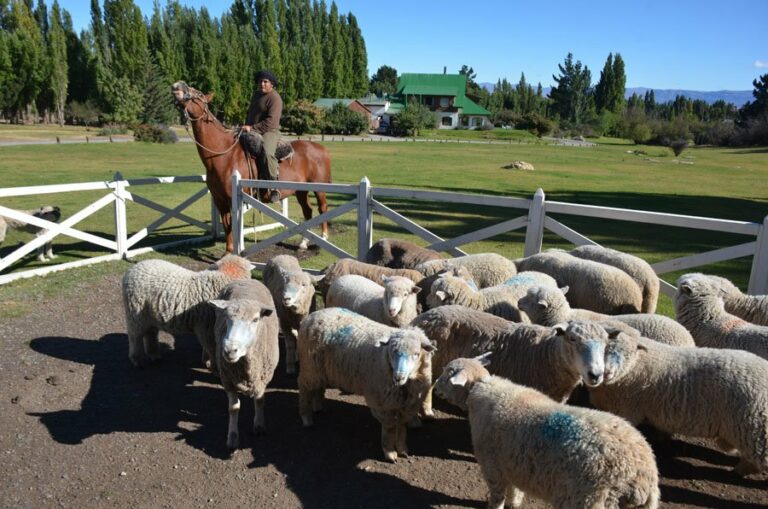 Lire la suite à propos de l’article Une journée en immersion dans une estancia traditionnelle de Patagonie argentine