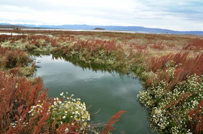 Lire la suite à propos de l’article Sur les rives du lago Argentino, la Reserva natural Laguna Nimez près d’El Calafate