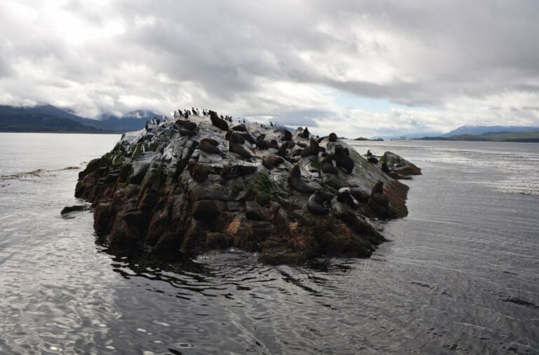 Lire la suite à propos de l’article La traversée du canal de Beagle : lions de mer, otaries et cormorans royaux