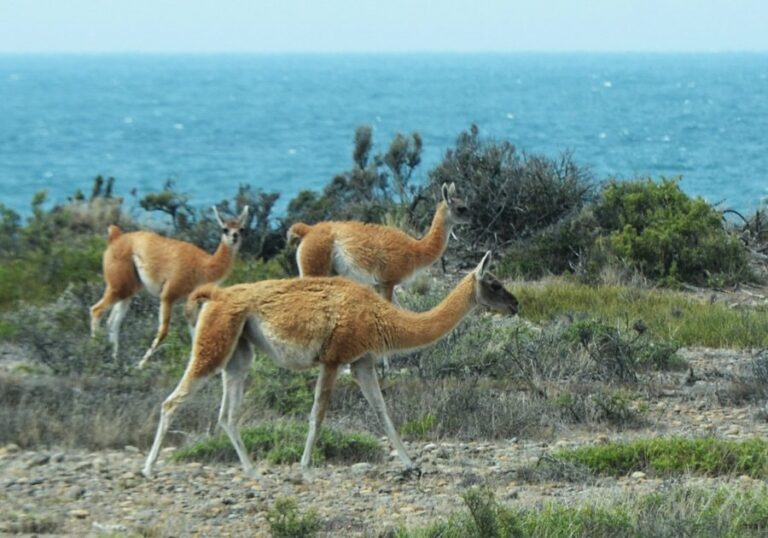 Lire la suite à propos de l’article Un tour complet de la péninsule de Valdès pour sa faune et sa flore exceptionnelles
