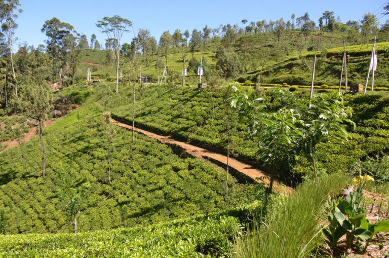 Lire la suite à propos de l’article De Kandy à Nuwaya Eliya, une des plus belles routes du Sri Lanka