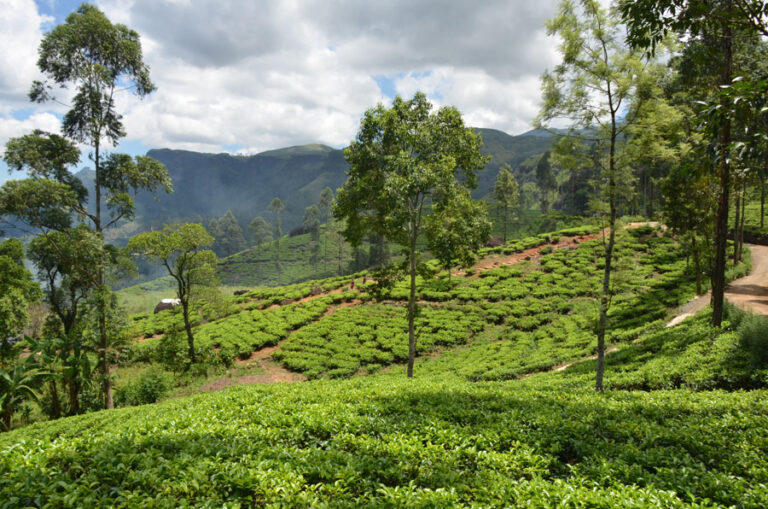 Lire la suite à propos de l’article Au milieu des champs de thé de Nuwara Eliya, le thé de Ceylan