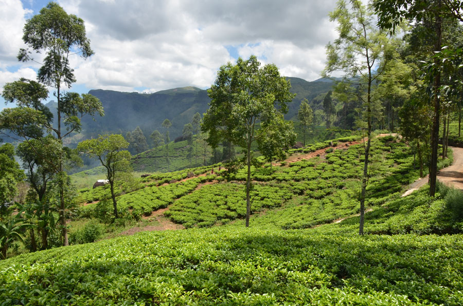 You are currently viewing Au milieu des champs de thé de Nuwara Eliya, le thé de Ceylan