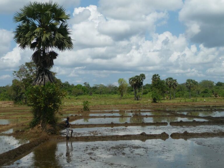 Lire la suite à propos de l’article Sur la route de Serigiya, au milieu des champs de riz du Sri Lanka