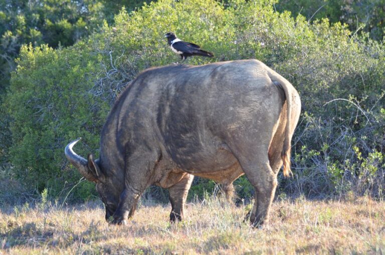 Lire la suite à propos de l’article Au nord de Port Elisabeth, Addo National Park