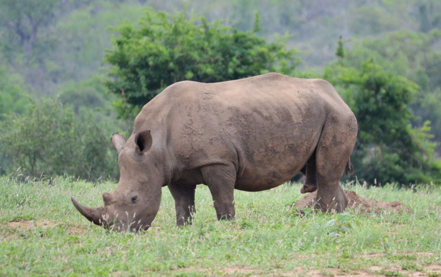 Lire la suite à propos de l’article Hluhluwe-Imfolozi National Park, le territoire des rhinocéros