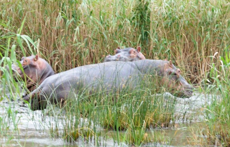 Lire la suite à propos de l’article Wetland Park St Lucia, au pays des hippos et des crocodiles