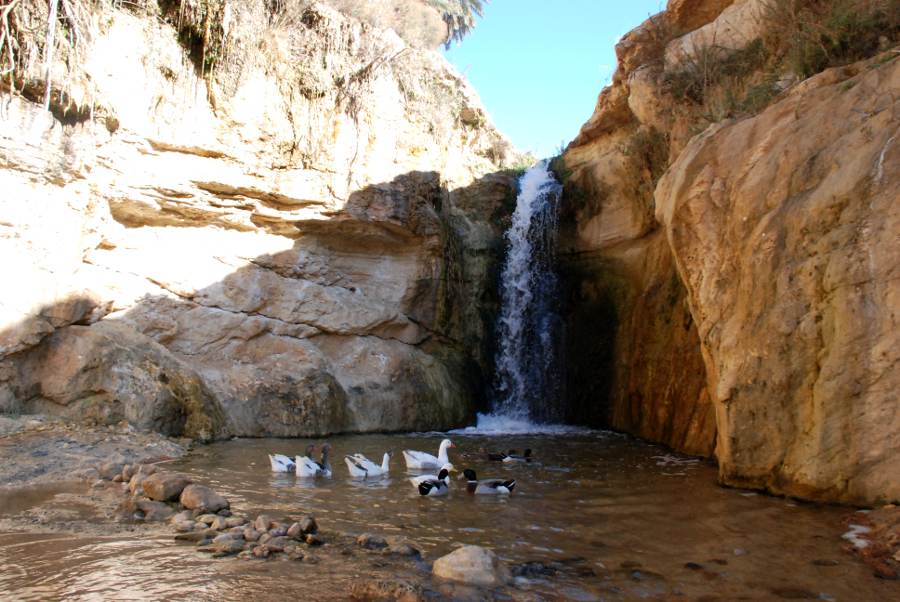 Lire la suite à propos de l’article De Tamerza à l’oasis de Tozeur, le parfum du désert tunisien