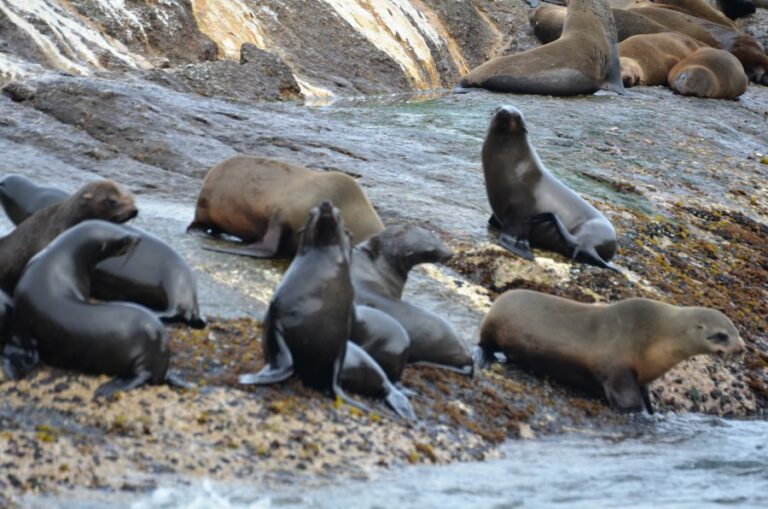 Lire la suite à propos de l’article Péninsule du Cap, Hout Bay et les otaries de Duiker Island