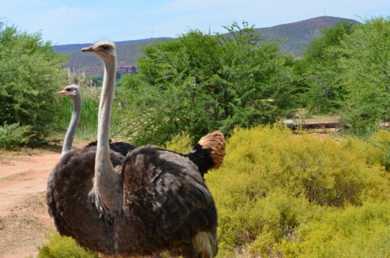 Lire la suite à propos de l’article Oudtshoorn, au pays des autruches d’Afrique du Sud