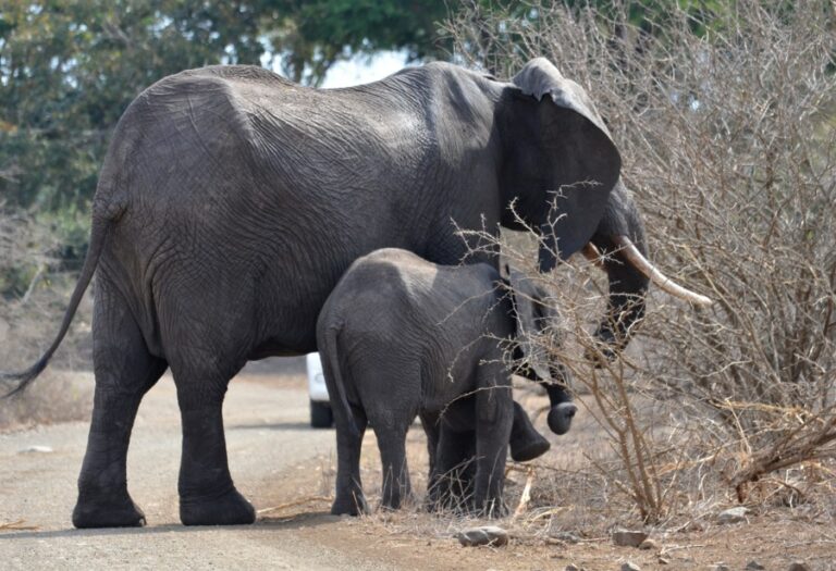 Lire la suite à propos de l’article Park Kruger, au plus près des animaux sauvages