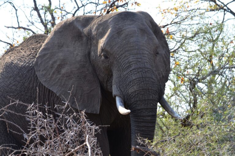 Lire la suite à propos de l’article Du centre au nord du parc Kruger, le territoire des éléphants