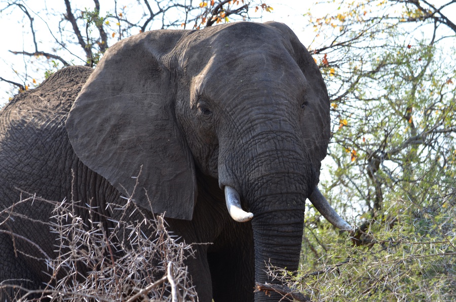 Lire la suite à propos de l’article Du centre au nord du parc Kruger, le territoire des éléphants
