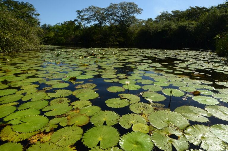 Lire la suite à propos de l’article Orange Walk, en remontant la New River