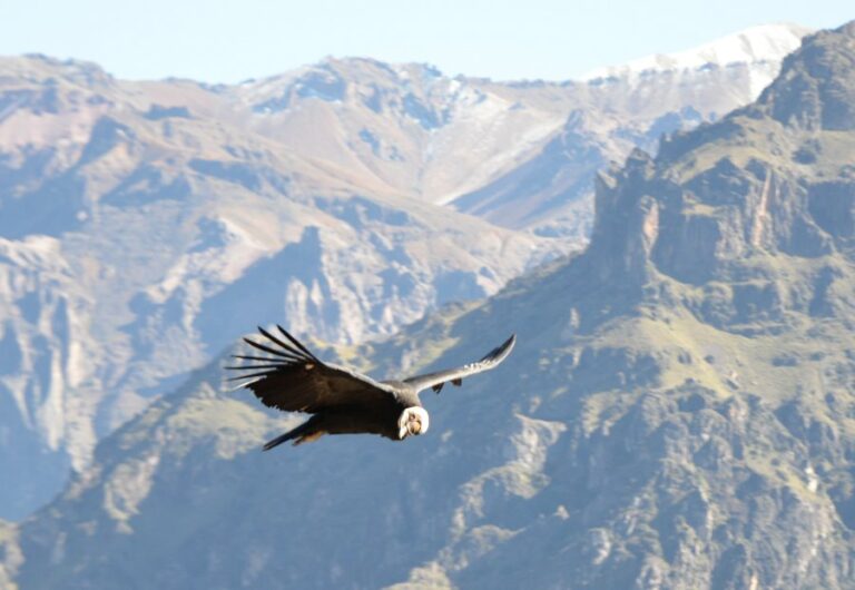Lire la suite à propos de l’article Entre Chivay et le canyon de Colca, le vol des condors