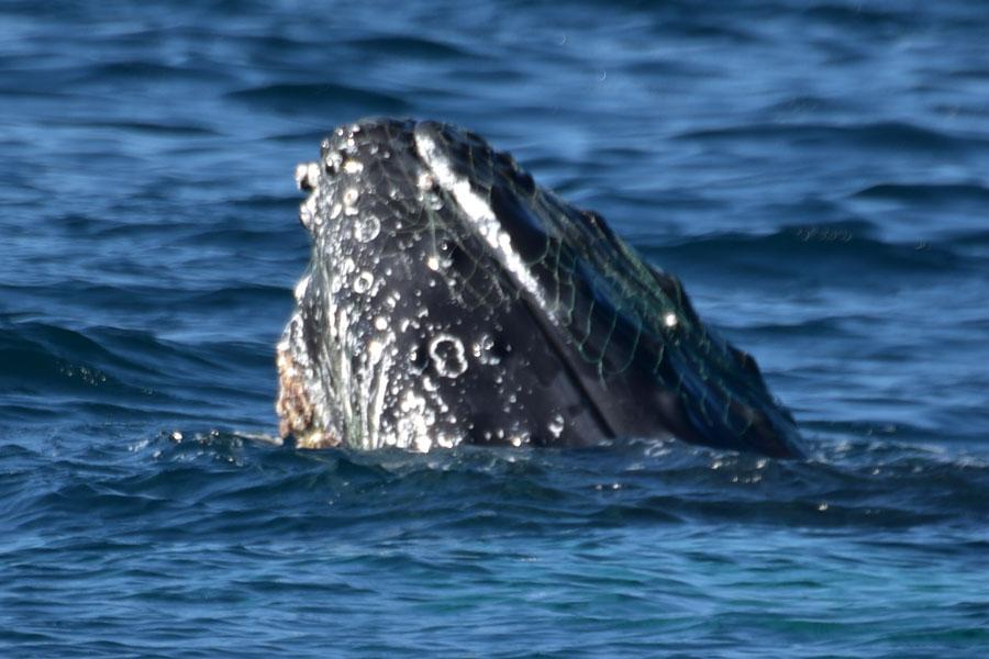 Lire la suite à propos de l’article Parque nacional Machalilla, à la découverte des baleines