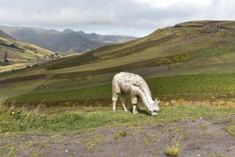 Lire la suite à propos de l’article Les pintores, sur la route du Quilotoa