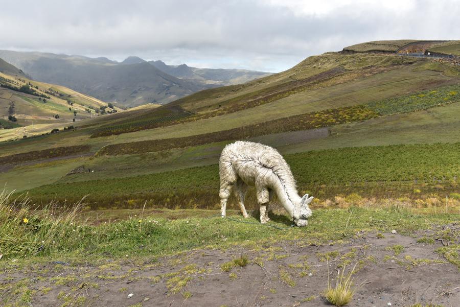 Lire la suite à propos de l’article Les pintores, sur la route du Quilotoa
