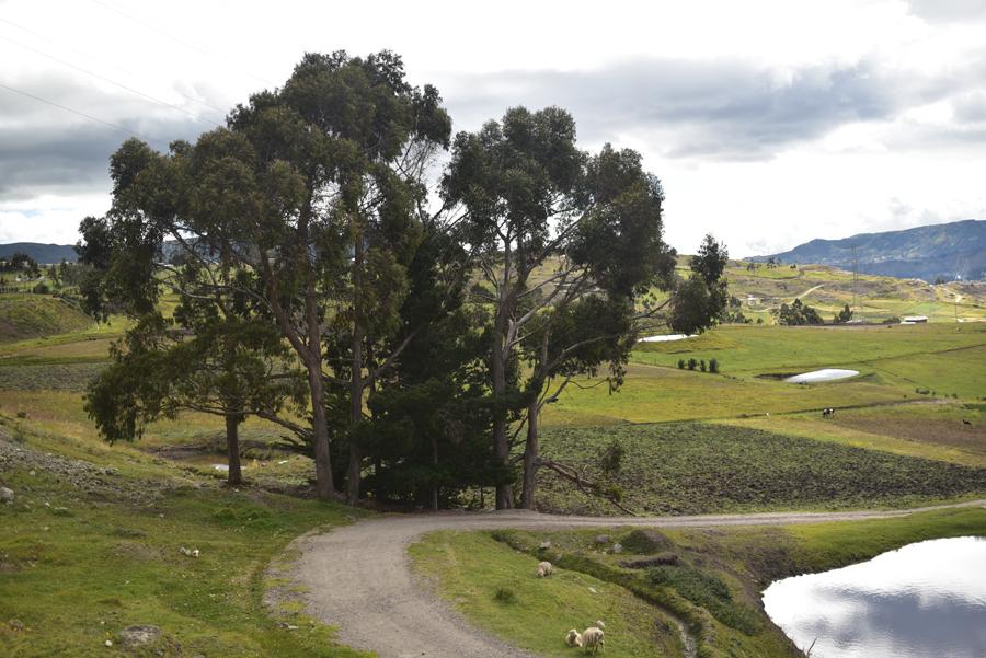 You are currently viewing De retour vers Cuenca, les hauts plateaux de l’Equateur