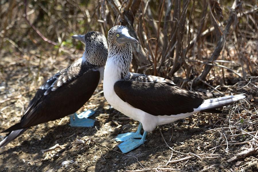 Lire la suite à propos de l’article Isla de la Plata, comme un petit air de Galápagos