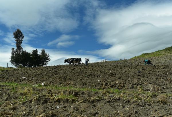 You are currently viewing Sur la route du site inca d’Ingapirca
