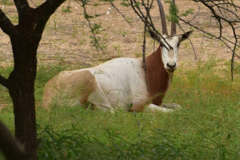 Lire la suite à propos de l’article Réserve de Gueumbeul, tortues, oryx et autres animaux