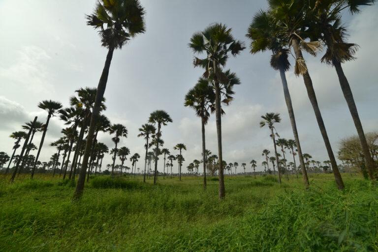 Lire la suite à propos de l’article Sur la route du Sine Saloum, les forêts de palmiers rôniers