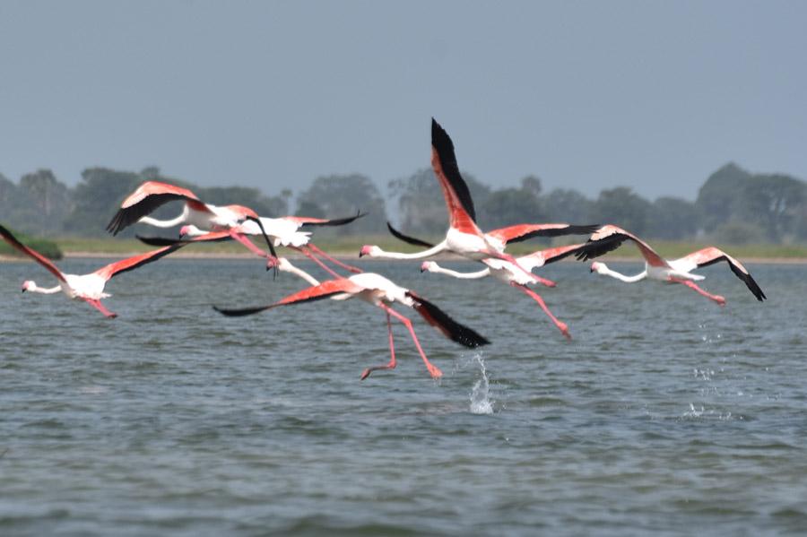 You are currently viewing Sine Saloum, une réserve ornithologique de premier plan