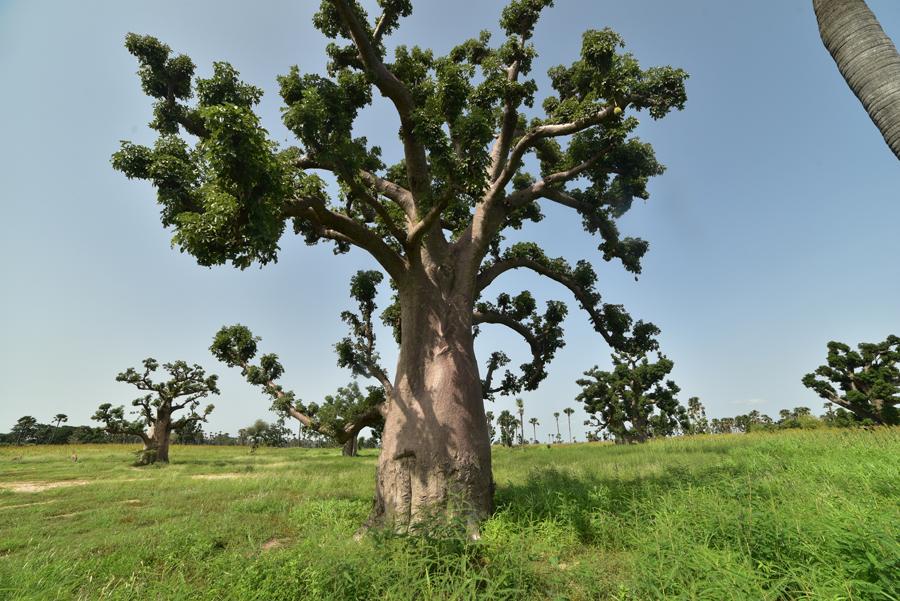 You are currently viewing Les baobabs géants de la forêt de Nianing