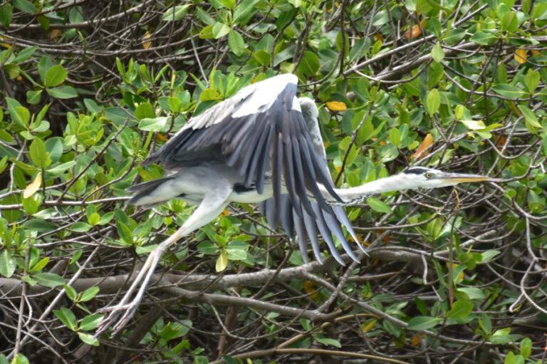 Lire la suite à propos de l’article La réserve naturelle de La Somone, au milieu des oiseaux