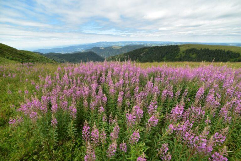 Lire la suite à propos de l’article Au cœur de la forêt noire, l’ascension du Feldberg