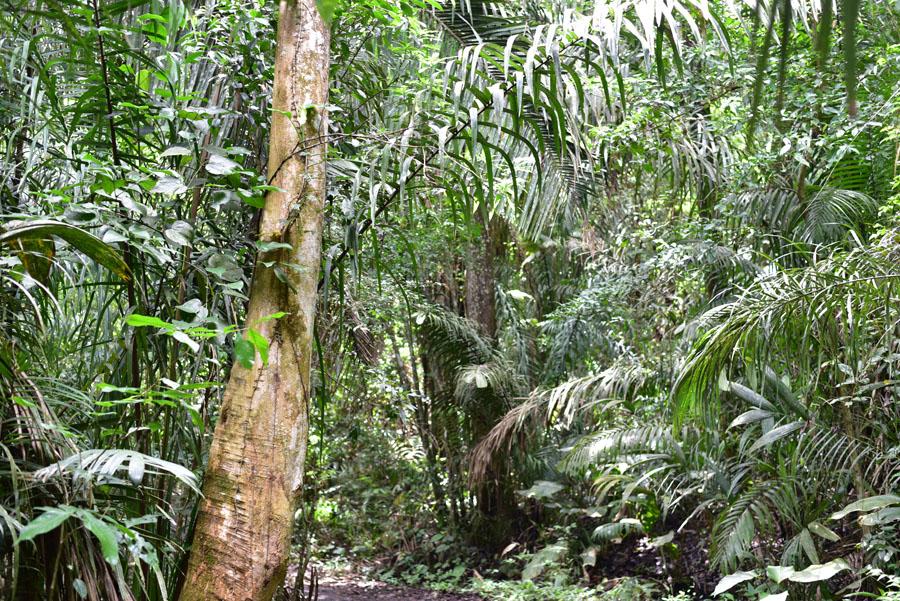 Lire la suite à propos de l’article Parque nacional Soberania, El camino de la Plantacion