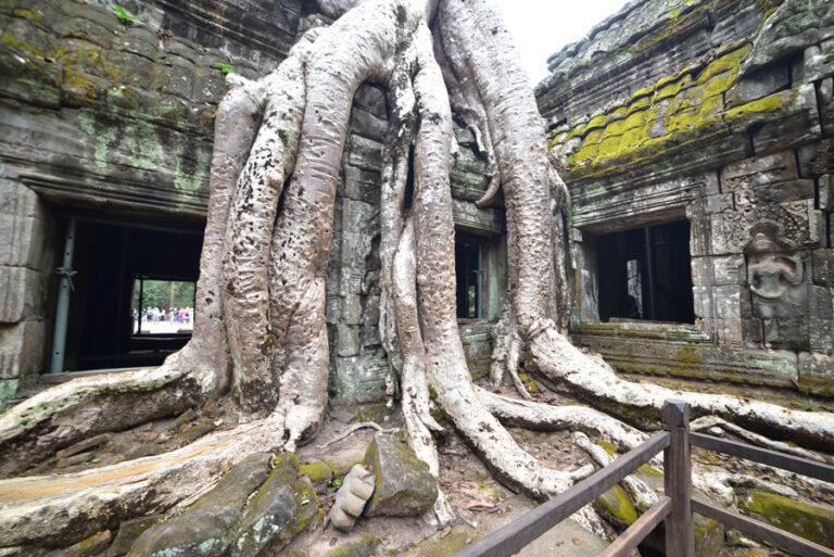 Lire la suite à propos de l’article Angkor, le temple Ta Prohm envahi par ses fromagers