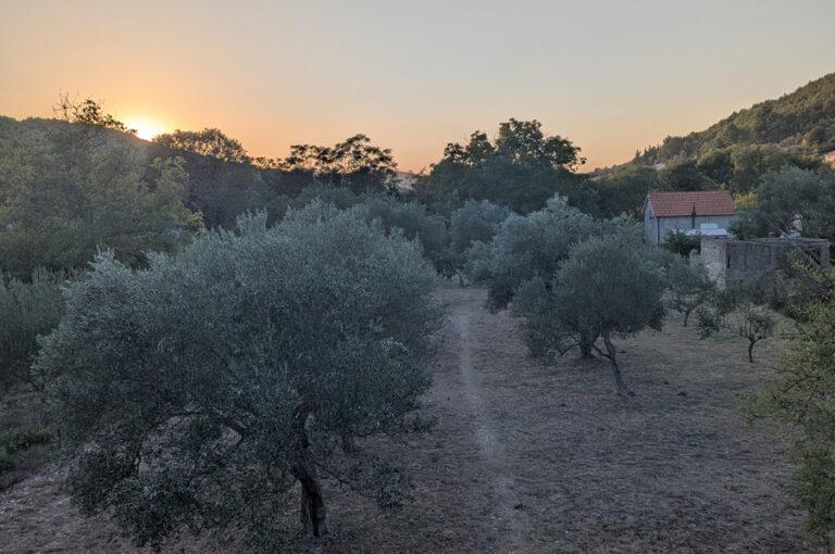 Lire la suite à propos de l’article Skradin, les beaux champs d’oliviers du village